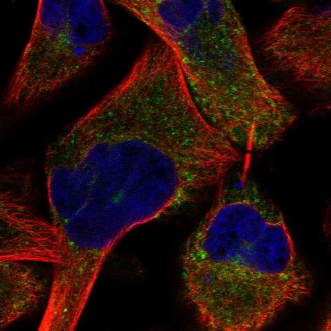 PRUNE2 Antibody in Immunocytochemistry (ICC/IF)