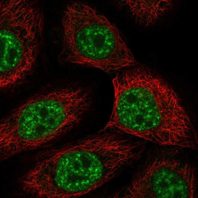 USP43 Antibody in Immunocytochemistry (ICC/IF)