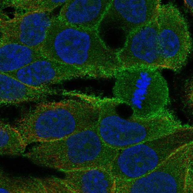 KDF1 Antibody in Immunocytochemistry (ICC/IF)