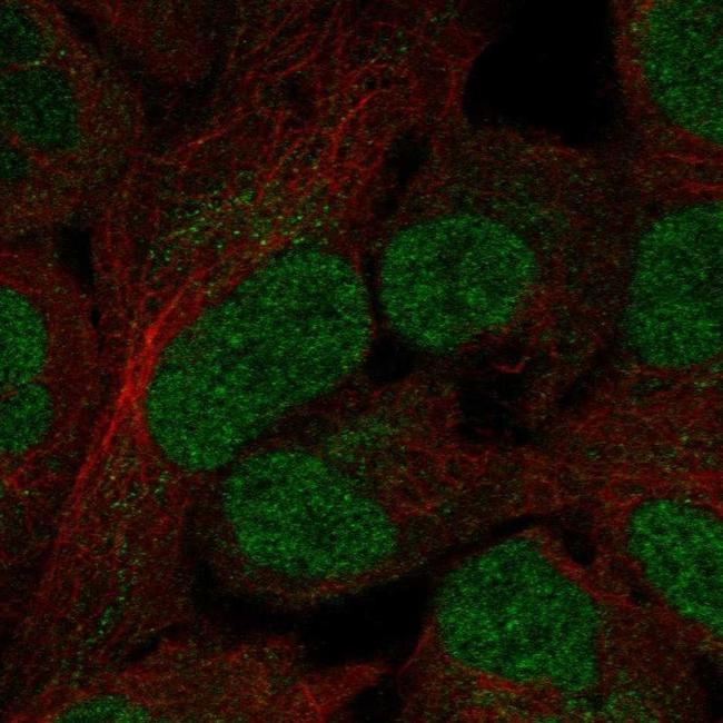 OVOL3 Antibody in Immunocytochemistry (ICC/IF)