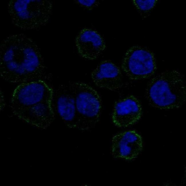 GP6 Antibody in Immunocytochemistry (ICC/IF)