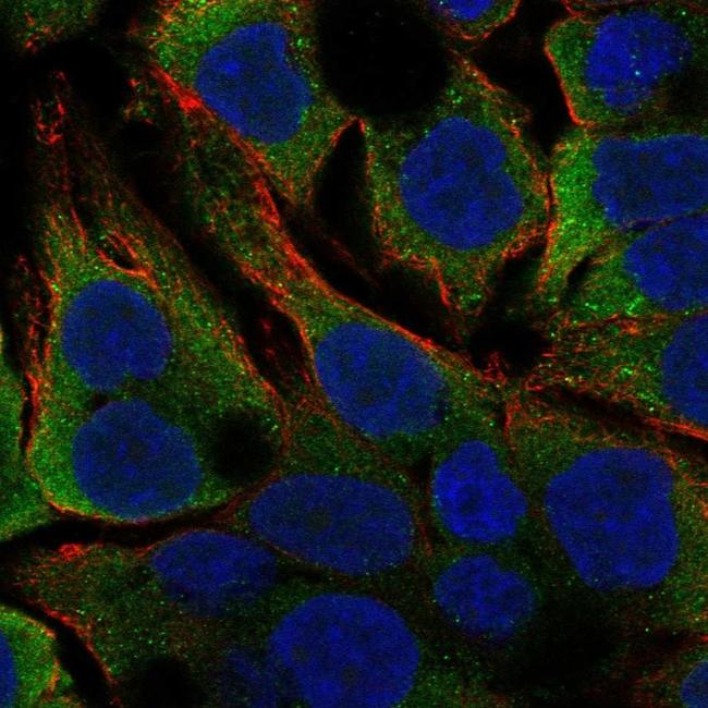 GGPS1 Antibody in Immunocytochemistry (ICC/IF)