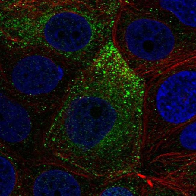 NOXRED1 Antibody in Immunocytochemistry (ICC/IF)