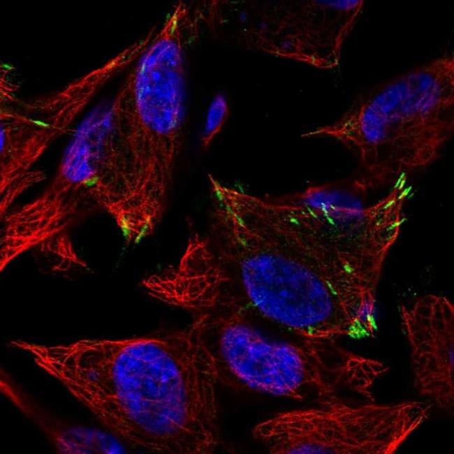 GluR4 Antibody in Immunocytochemistry (ICC/IF)