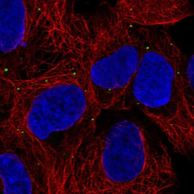 PRDX3 Antibody in Immunocytochemistry (ICC/IF)