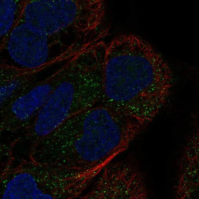 GDF7 Antibody in Immunocytochemistry (ICC/IF)