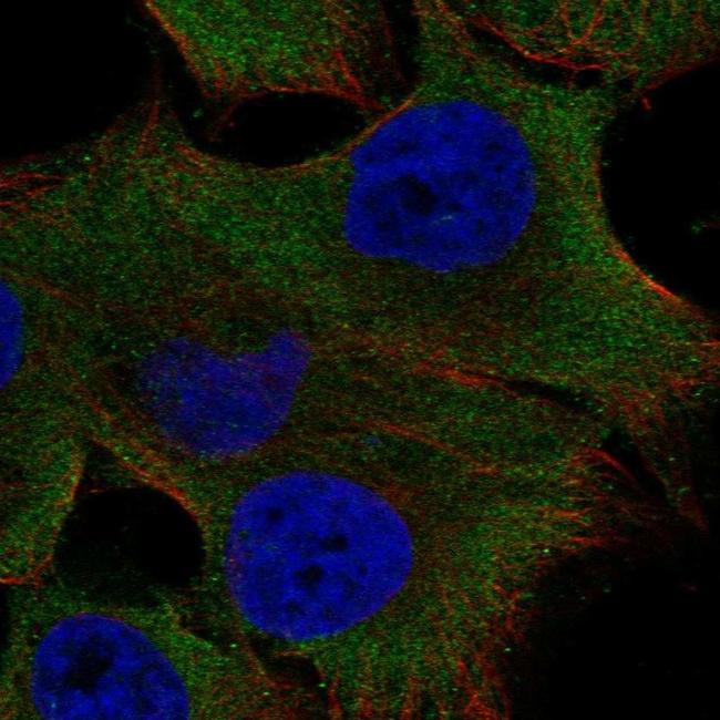 PK2L1 Antibody in Immunocytochemistry (ICC/IF)