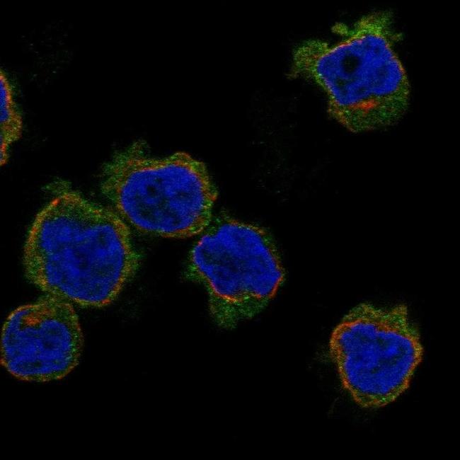 MLNR Antibody in Immunocytochemistry (ICC/IF)