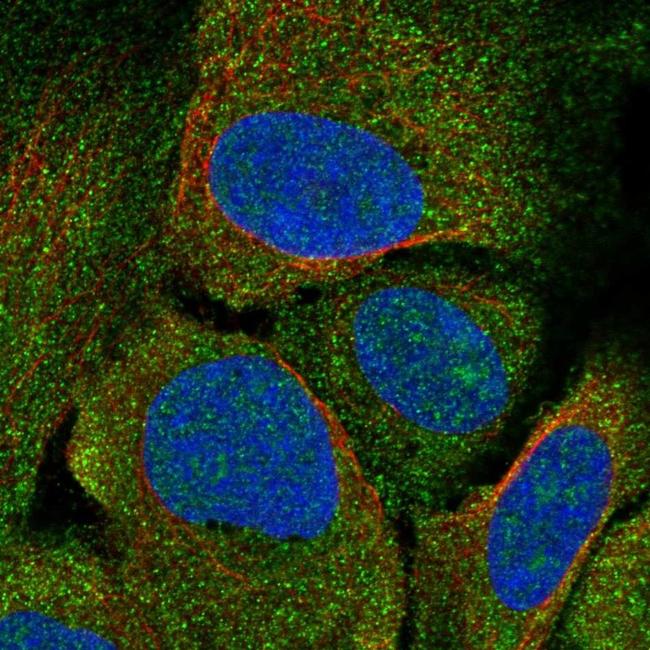 CRHR2 Antibody in Immunocytochemistry (ICC/IF)