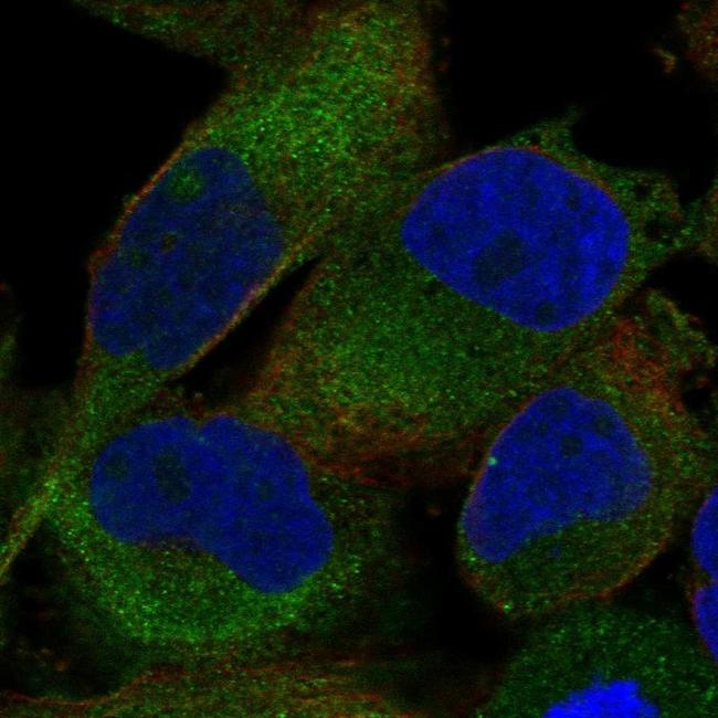 Shootin1 Antibody in Immunocytochemistry (ICC/IF)