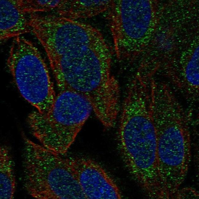 HARS2 Antibody in Immunocytochemistry (ICC/IF)