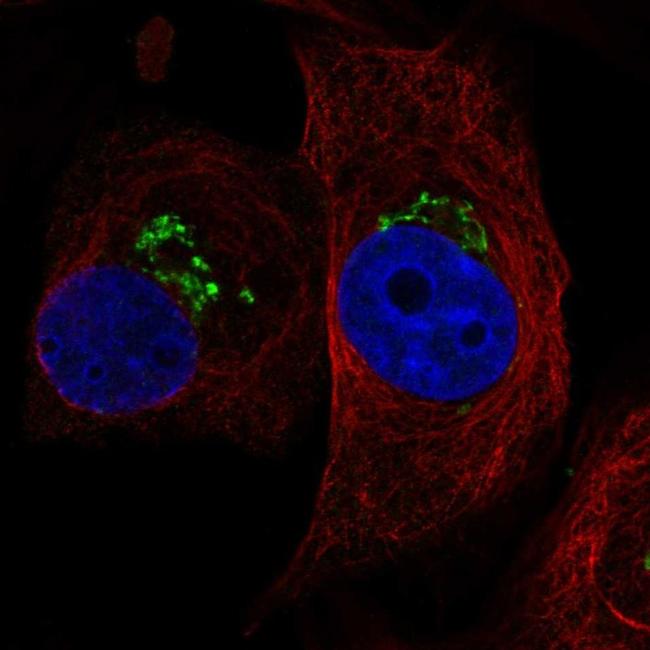 MCTP1 Antibody in Immunocytochemistry (ICC/IF)