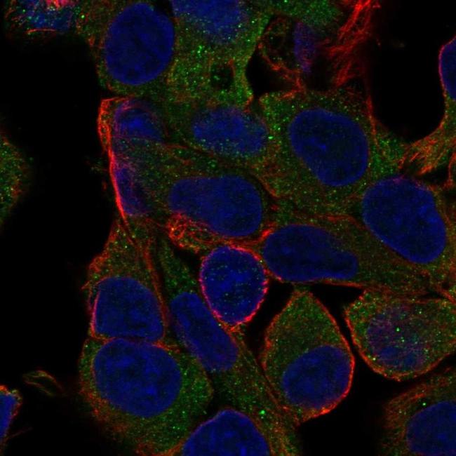 MOGAT1 Antibody in Immunocytochemistry (ICC/IF)