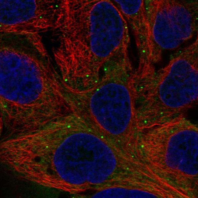 BNP Antibody in Immunocytochemistry (ICC/IF)