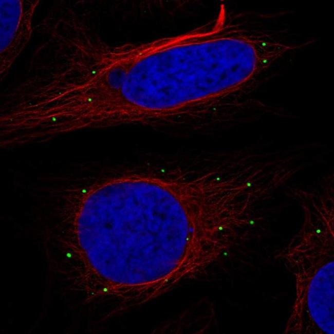 RTN2 Antibody in Immunocytochemistry (ICC/IF)