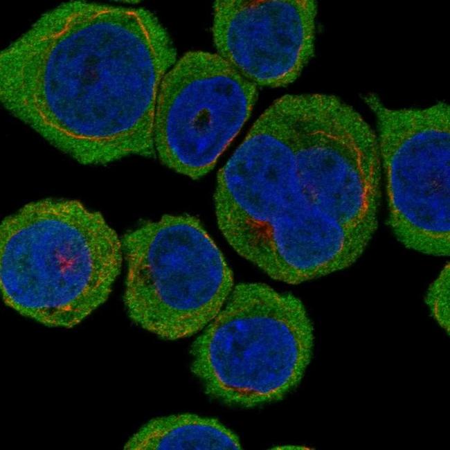 TESPA1 Antibody in Immunocytochemistry (ICC/IF)