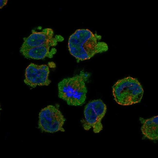 SLC24A2 Antibody in Immunocytochemistry (ICC/IF)