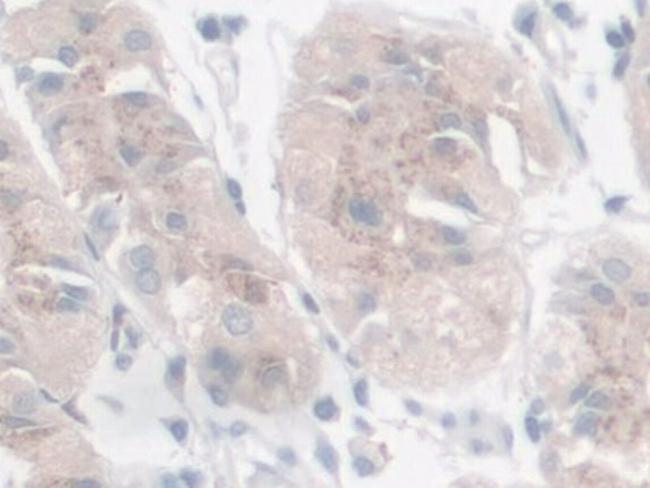 Galectin 9 Antibody in Immunohistochemistry (Paraffin) (IHC (P))