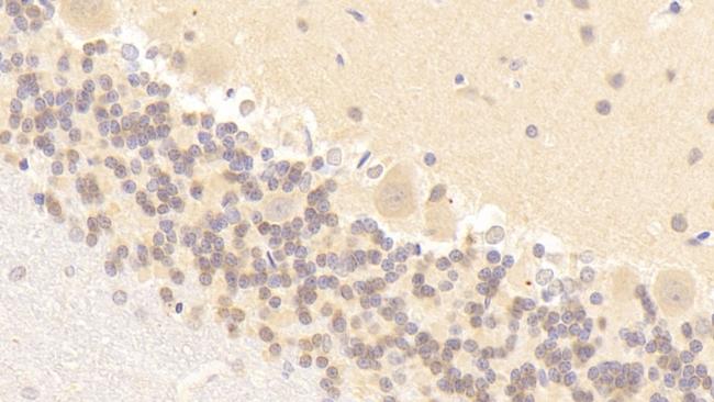 nNOS Antibody in Immunohistochemistry (Paraffin) (IHC (P))