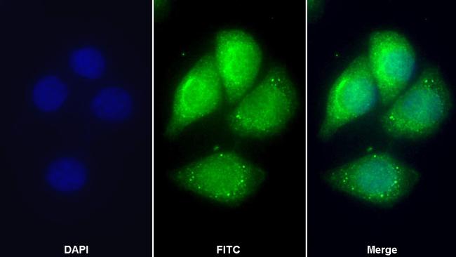 Apolipoprotein C1 Antibody in Immunocytochemistry (ICC/IF)