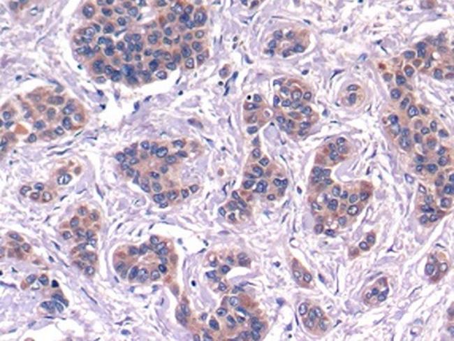 Complement C4 Antibody in Immunohistochemistry (Paraffin) (IHC (P))