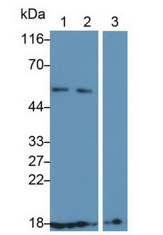 CD59 Antibody in Western Blot (WB)