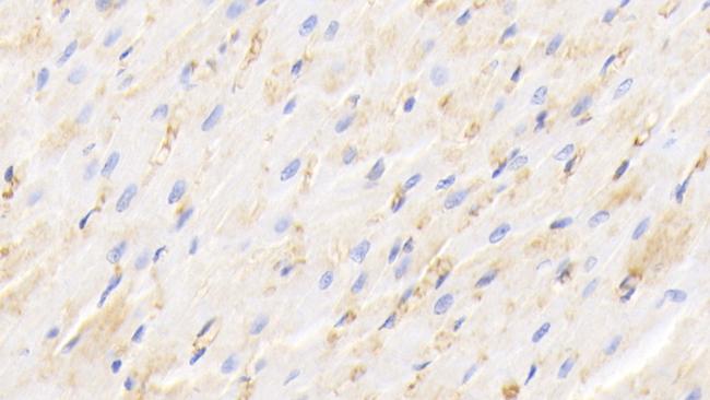 Hemoglobin Antibody in Immunohistochemistry (Paraffin) (IHC (P))