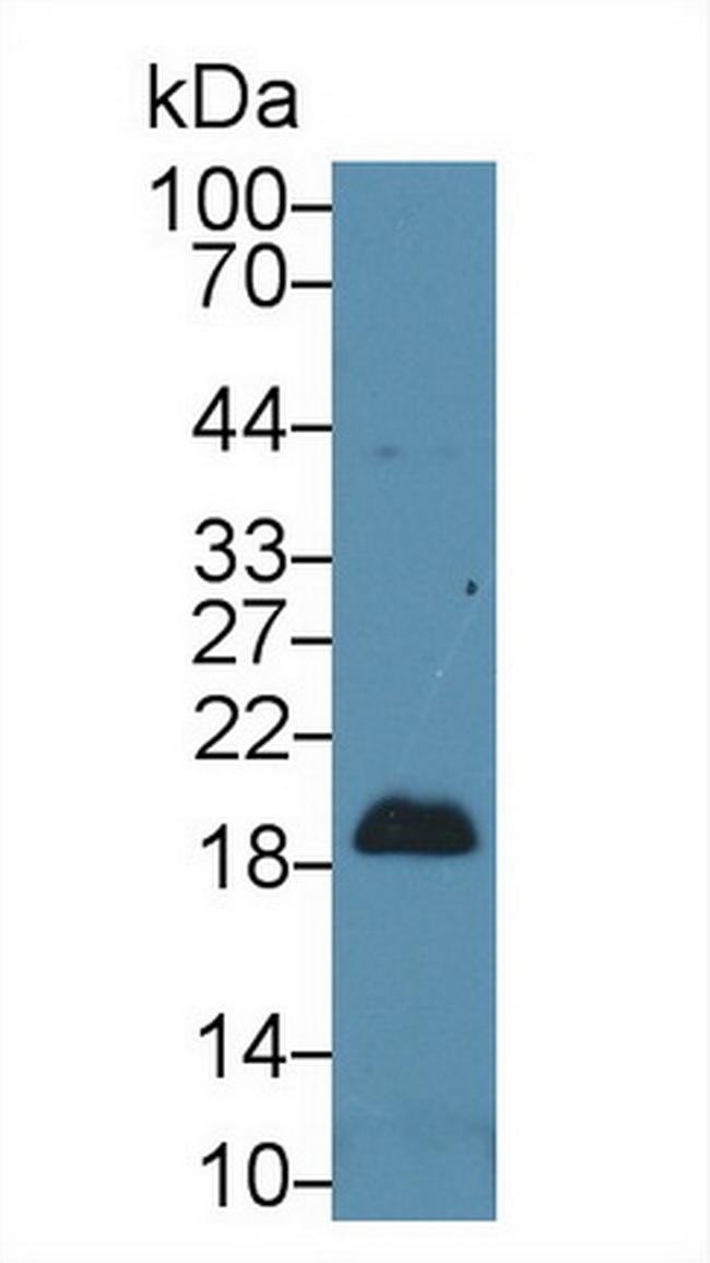 Pleiotrophin Antibody in Western Blot (WB)