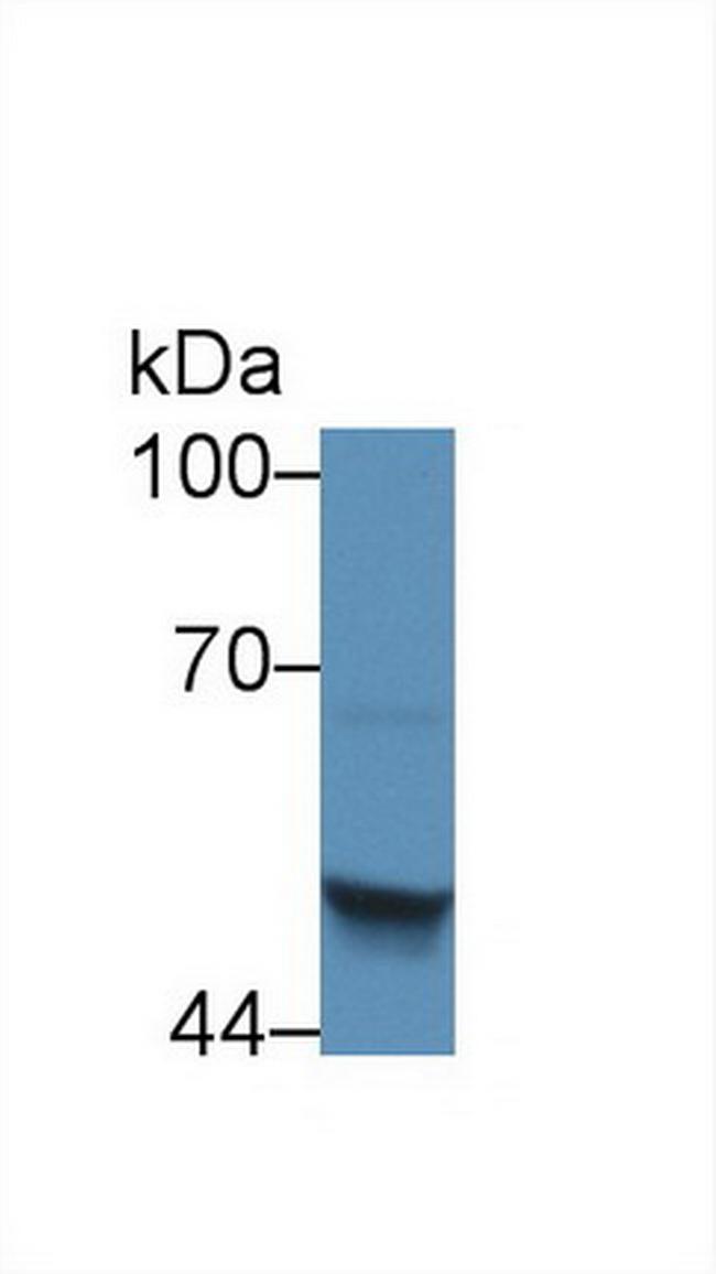 SERPINB4 Antibody in Western Blot (WB)