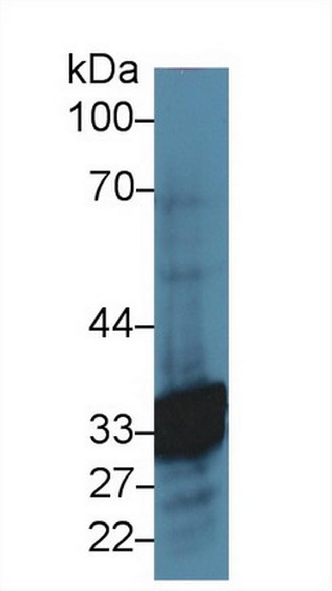 Carbonic Anhydrase VI Antibody in Western Blot (WB)