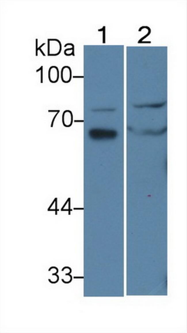 IL-16 Antibody in Western Blot (WB)