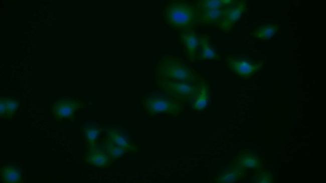 APAF1 Antibody in Immunocytochemistry (ICC/IF)