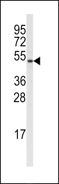 Cyclin B1 Antibody in Western Blot (WB)