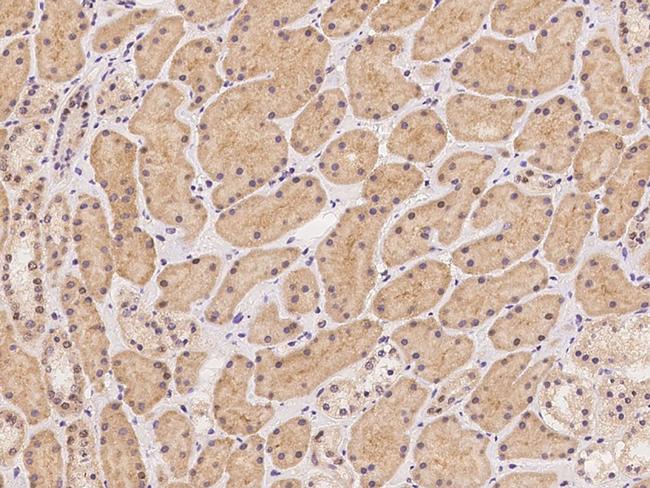 ATP6V0C Antibody in Immunohistochemistry (Paraffin) (IHC (P))