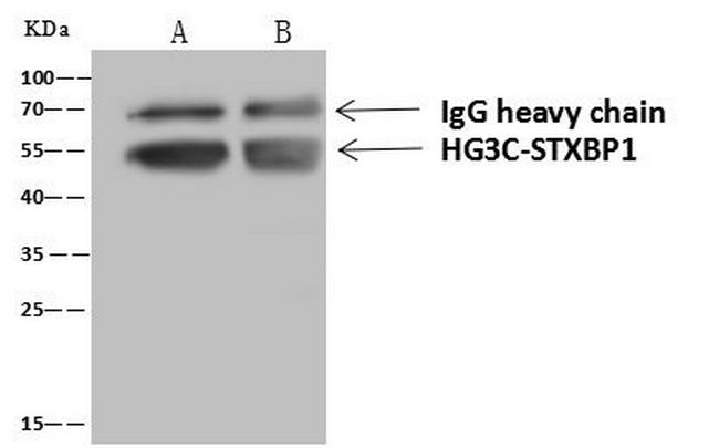 MUNC18 Antibody in Immunoprecipitation (IP)