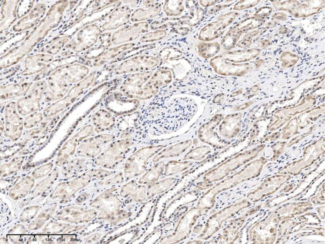 ERH Antibody in Immunohistochemistry (Paraffin) (IHC (P))