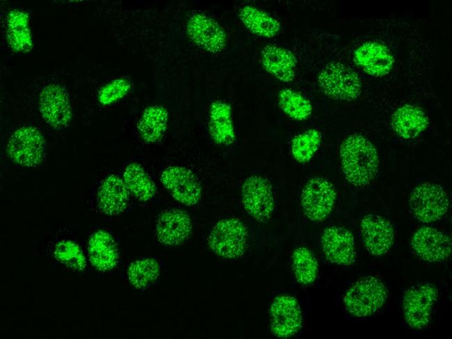 NR2C2 Antibody in Immunocytochemistry (ICC/IF)