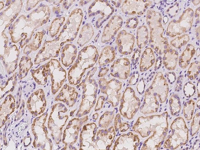 BMERB1 Antibody in Immunohistochemistry (Paraffin) (IHC (P))