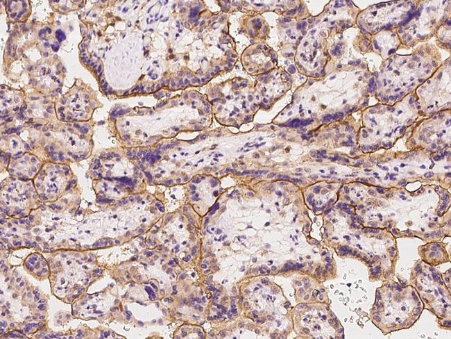 SLC19A3 Antibody in Immunohistochemistry (Paraffin) (IHC (P))