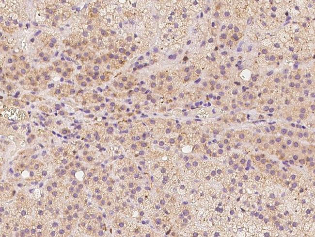 FAM213B Antibody in Immunohistochemistry (Paraffin) (IHC (P))