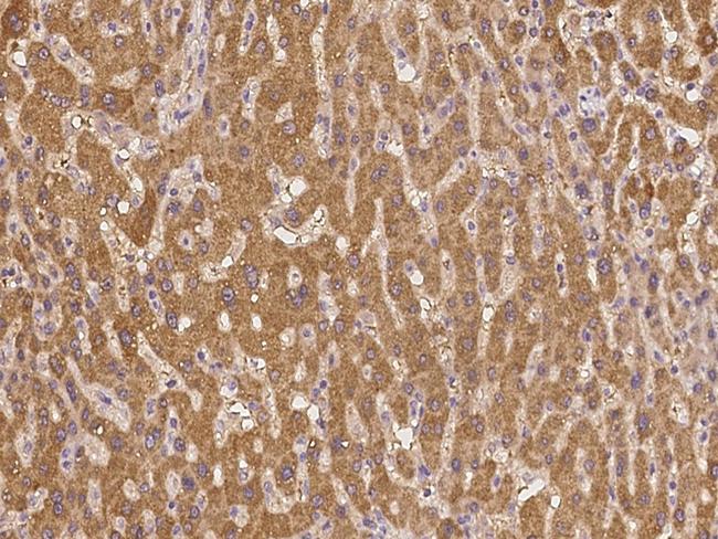 Pou6f2 Antibody in Immunohistochemistry (Paraffin) (IHC (P))