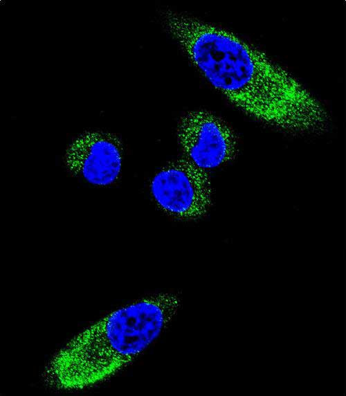 CYP1A1 Antibody in Immunocytochemistry (ICC/IF)