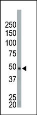 NEK2 Antibody in Western Blot (WB)