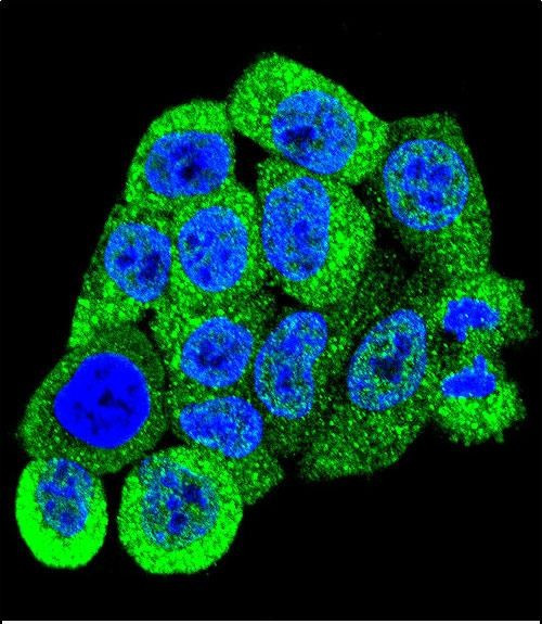 14-3-3 beta Antibody in Immunocytochemistry (ICC/IF)