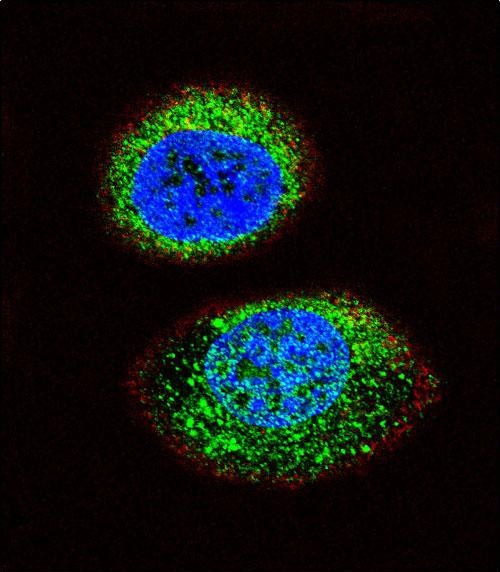 PTEN Antibody in Immunocytochemistry (ICC/IF)