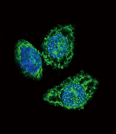 MKP3 Antibody in Immunocytochemistry (ICC/IF)