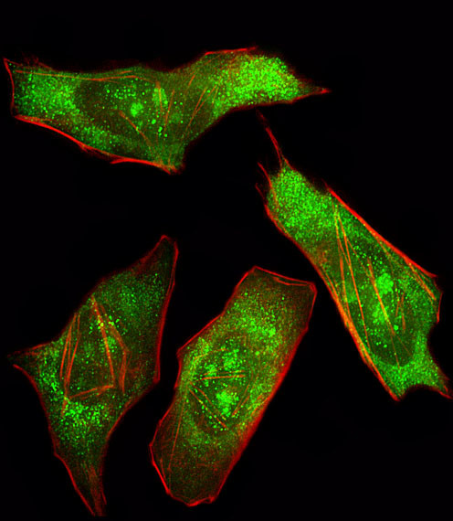 SHP2 Antibody in Immunocytochemistry (ICC/IF)