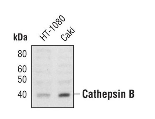 Cathepsin B Antibody in Western Blot (WB)