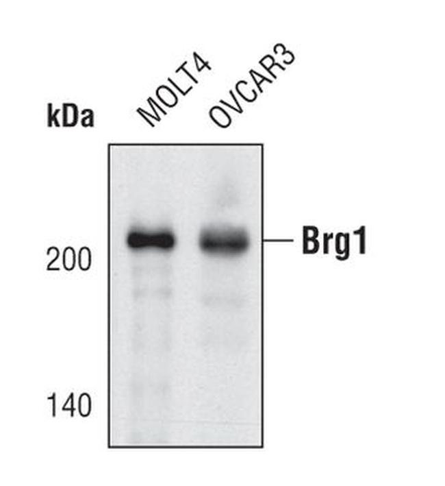 BRG1 Antibody in Western Blot (WB)