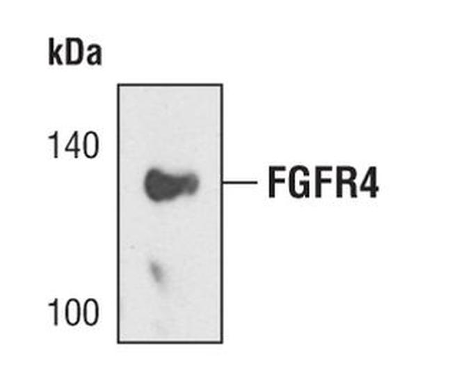 FGFR4 Antibody in Western Blot (WB)